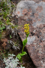 Ligularia tsangchanensis