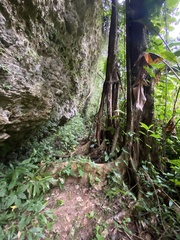 Ficus trigonata