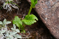Ligularia tsangchanensis