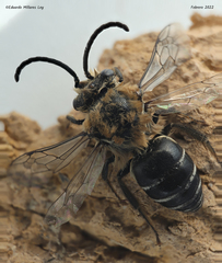 Colletes dimidiatus