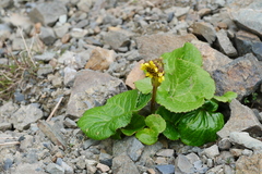 Ligularia retusa