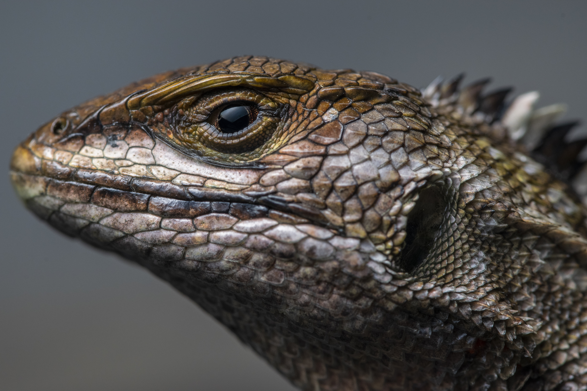 Stenocercus ornatus image