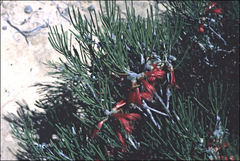 Melaleuca quadrifida