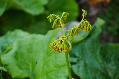 Ligularia nelumbifolia