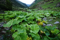 Ligularia nelumbifolia