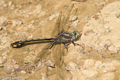 Gomphurus septima