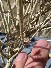 Rhopalomyia utahensis