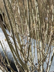 Rhopalomyia chrysothamni