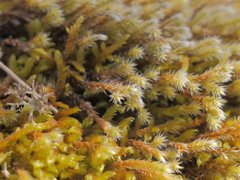 Hedwigia emodica