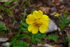 Potentilla conferta