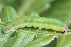 Aneugmenus coronatus