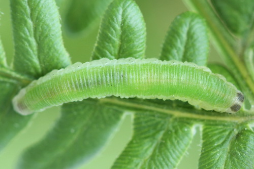 Fern Sawfly