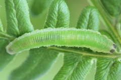 Aneugmenus coronatus