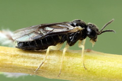 Aneugmenus coronatus