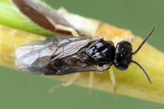 Aneugmenus coronatus
