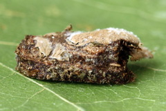 Aneugmenus coronatus