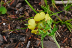 Potentilla conferta