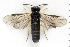 Aneugmenus coronatus