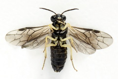 Aneugmenus coronatus
