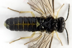 Aneugmenus coronatus