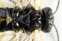 Aneugmenus coronatus