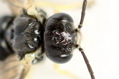 Aneugmenus coronatus