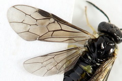 Aneugmenus coronatus