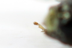 Aneugmenus coronatus