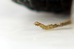 Aneugmenus coronatus