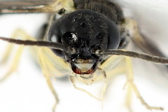 Aneugmenus coronatus