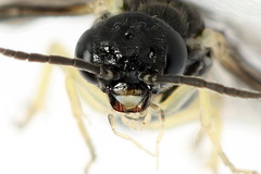 Aneugmenus coronatus