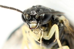 Aneugmenus coronatus
