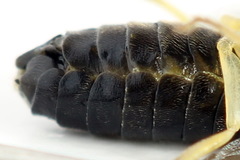 Aneugmenus coronatus