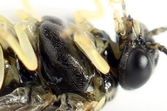 Aneugmenus coronatus