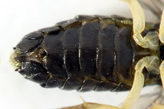 Aneugmenus coronatus