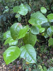 Hieronyma clusioides