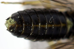 Aneugmenus coronatus