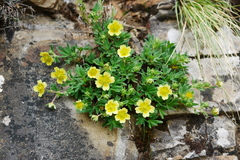Potentilla eriocarpa tsarongensis