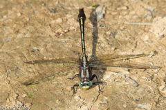 Gomphurus septima