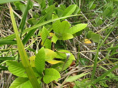 Rhynchosia phaseoloides