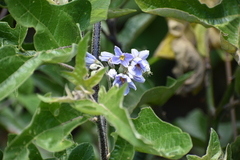 Solanum lanceolatum