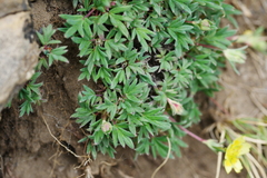 Potentilla eriocarpa tsarongensis
