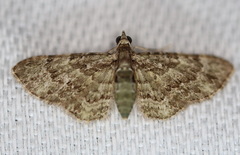 Chloroclystis mniochroa
