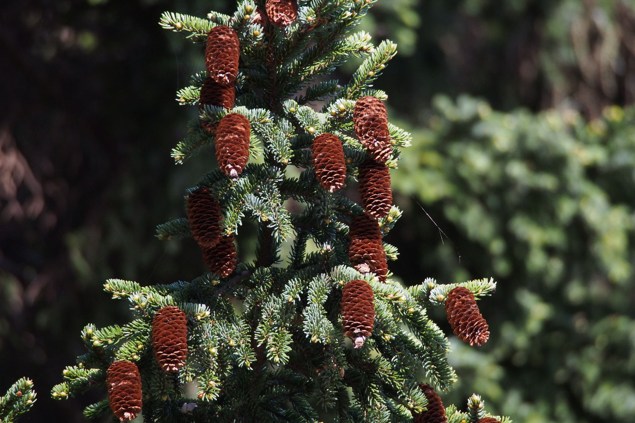 Picea glehnii