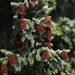 Picea glehnii - Photo (c) harum.koh, algunos derechos reservados (CC BY-SA), subido por harum.koh
