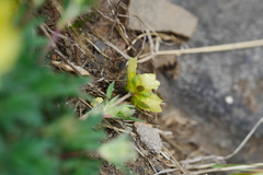 Potentilla eriocarpa tsarongensis