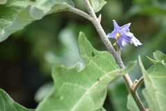 Solanum lanceolatum