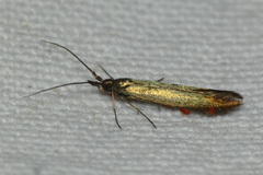 Coleophora deauratella