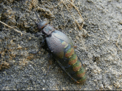 Meloe variegatus