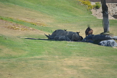 Ceratotherium simum